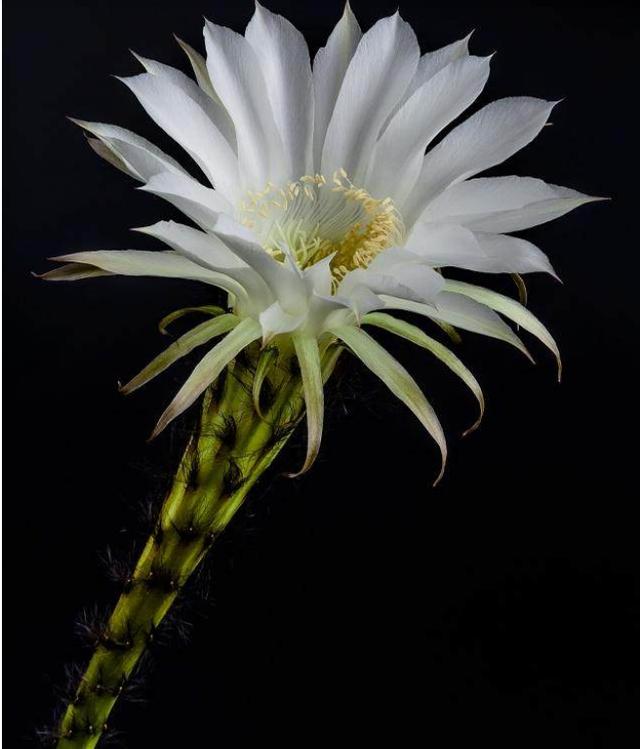 仙人掌的生长过程，仙人掌植物的生长过程