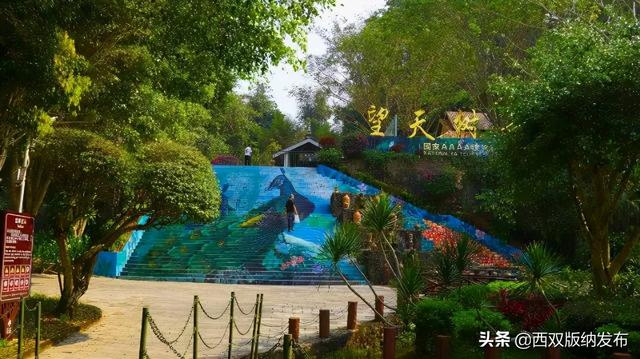 望天树景区跟原始森林去哪个好，望天树景区开园了