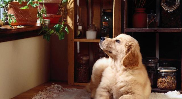 狗狗睡觉时候抖动抽搐，为啥狗狗睡觉时抽搐（狗狗睡觉有点抽搐是什么原因）