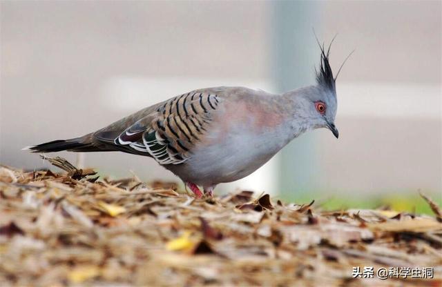 野生斑鸠有多少种，但为何很少会看到斑鸠巢穴