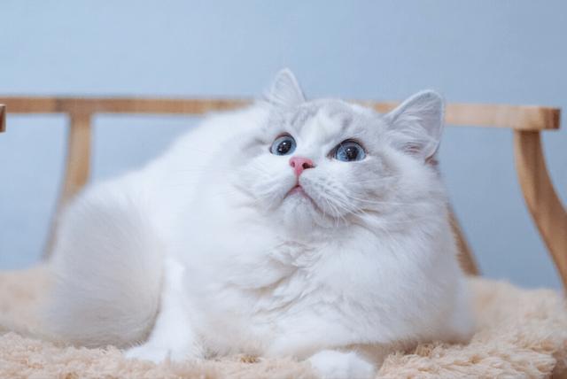 猫的性格特征和品质特点，一只猫拥有这7大特征