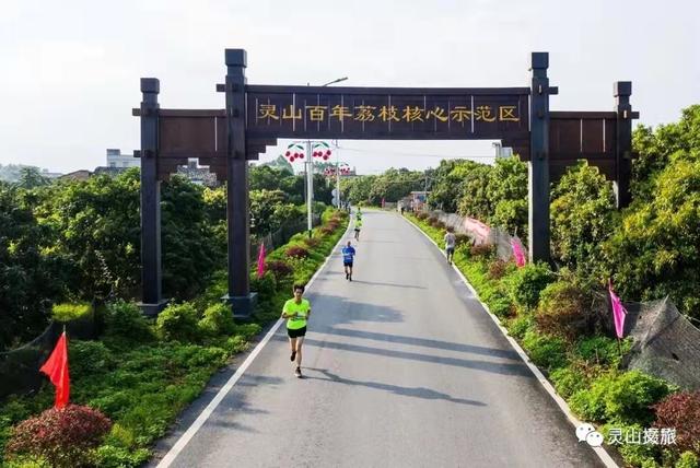 广东灵山荔枝采摘，灵山荔枝已成熟