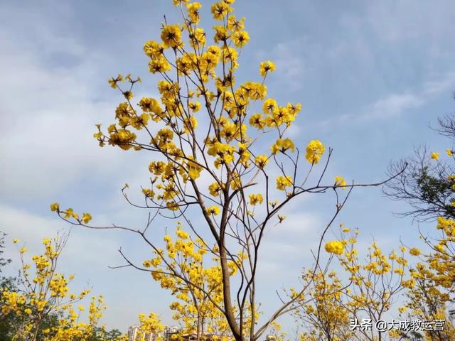 江南公园黄花风铃木陆续绽放，品悟江南 ， 醉看江南风铃美