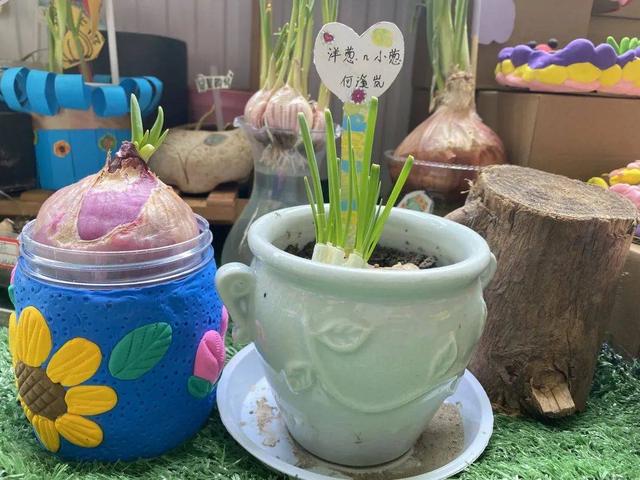 幼儿园自然角在线研讨，小小自然角春意盎然中