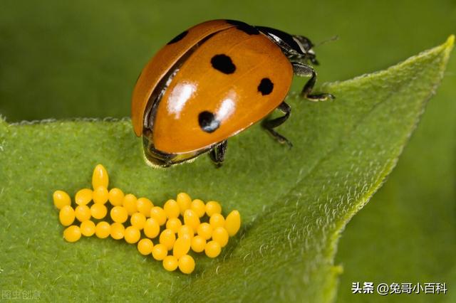 寿命最长的甲虫，最强昆虫（甲虫家族（扛过漫长岁月却败在“人类之手”）