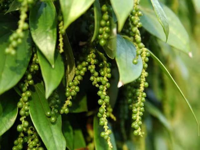 黑胡椒有哪些特点，才知道黑白绿胡椒都是同一种