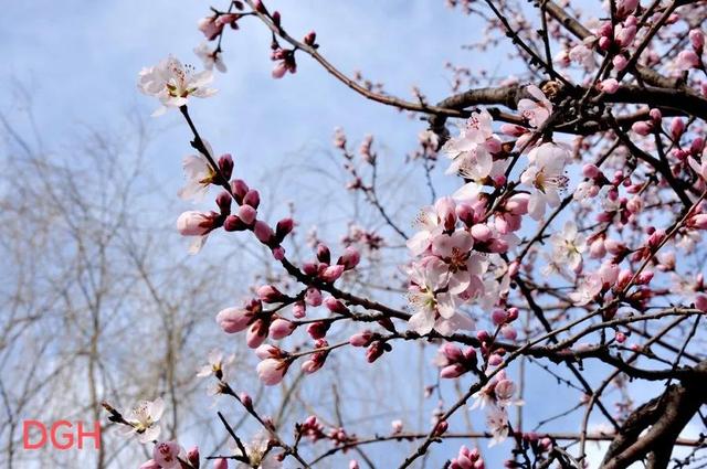 有关桃花的资料，关于桃花的文化