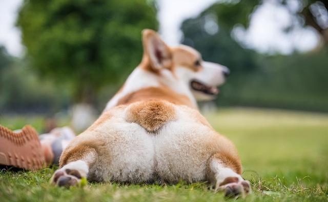 柯基犬的优缺点，柯基犬有什么优点和缺点（为什么不建议养公柯基）