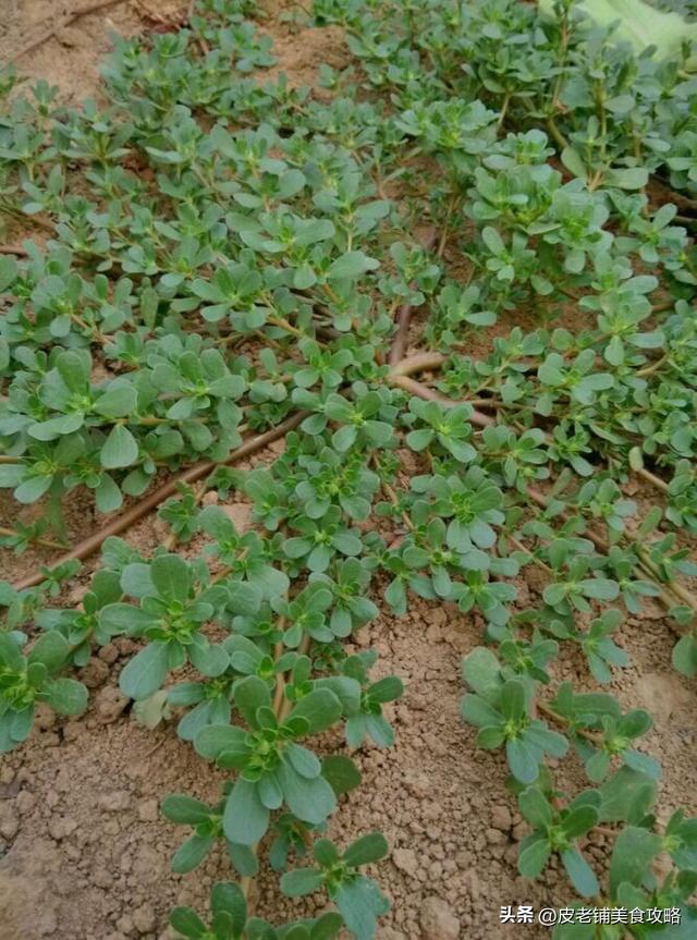 农家菜谱大全图片，好看的农家菜菜谱大全