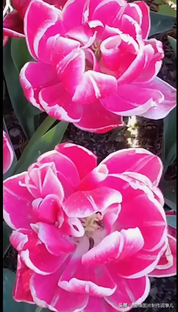 一束鲜花一份温馨一种愉悦，一束鲜花一个春天