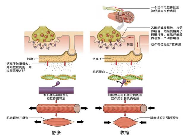 熊为什么冬眠时会睡这么久，处在冬眠状态下的熊