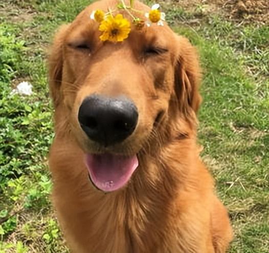 公认最温顺的七种狗你家上榜了吗，狗狗温顺度排行榜：这7种狗狗