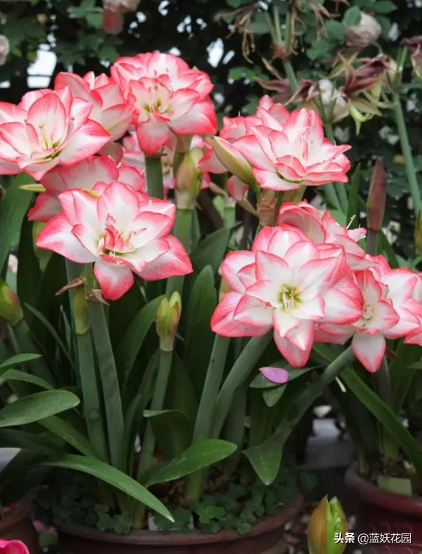 朱顶红几月份开花，10月如何养护朱顶红让春节能开花（喜欢朱顶红别“偷懒”）