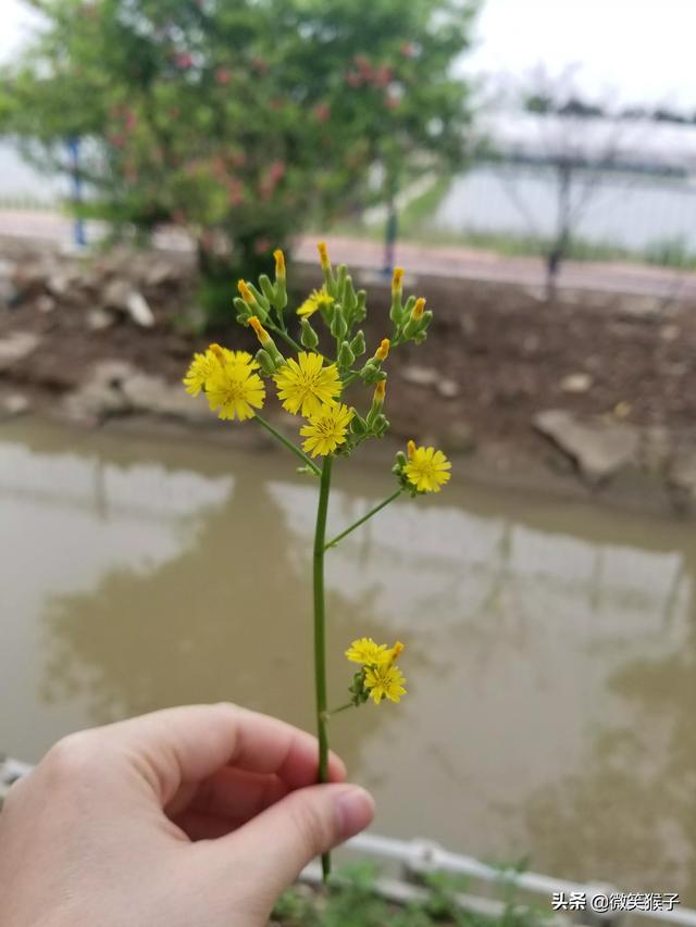 广州大稳村水上绿道，水上绿道的美景