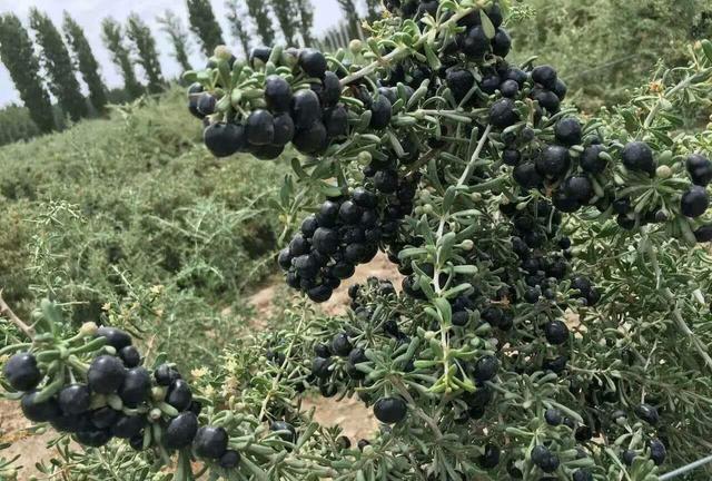 野生黑枸杞图片，人工种植黑枸杞和野生区别