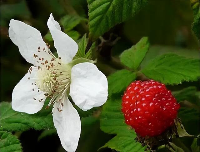 花卉图片及名称大全，常见绿植花卉及名称大全（100种常见花图鉴）