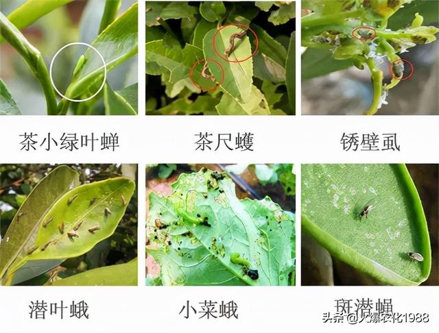 虫螨腈唑虫酰胺治什么虫，唑虫酰胺它堪称绝配