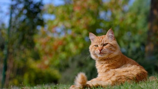 猫咪应激反应症状，猫咪出现应激反应会有什么后果