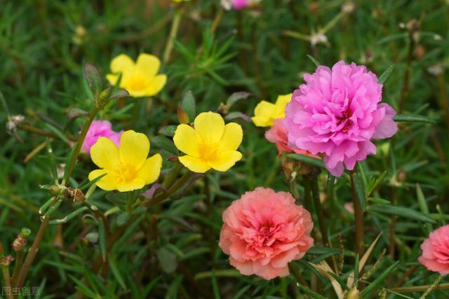 牡丹花什么种类最有名，这几种花都叫牡丹花