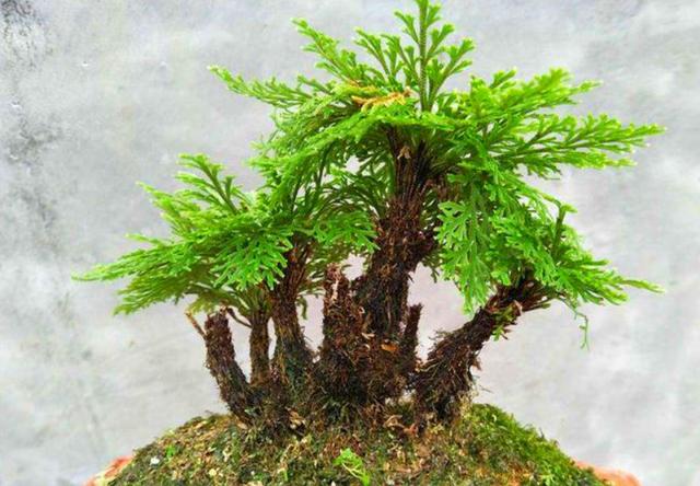 沙漠里有哪些植物，沙漠中的常见植物（推荐6款盆栽沙漠植物）