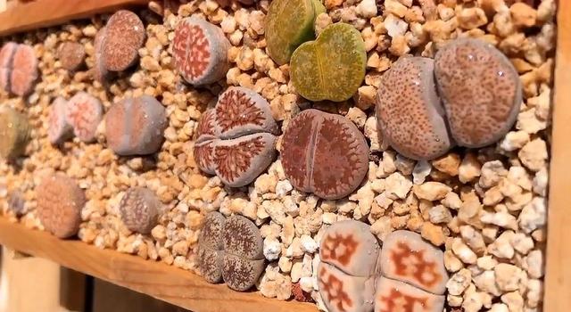 沙漠里有哪些植物，沙漠中的常见植物（推荐6款盆栽沙漠植物）