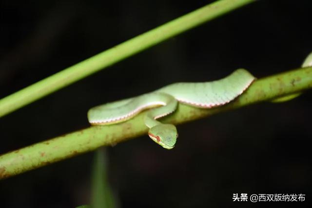 望天树景区跟原始森林去哪个好，望天树景区开园了