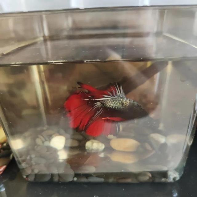 斗鱼怎么养才厉害，斗鱼新手入坑实用指南