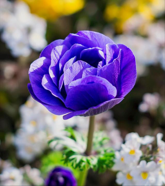一花一草一世界，一花一草一世界 唯美句子（一花一草一世界）