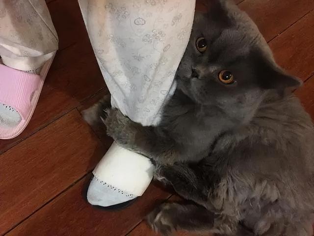 猫咪有这5个举动，猫咪这几种行为竟是在