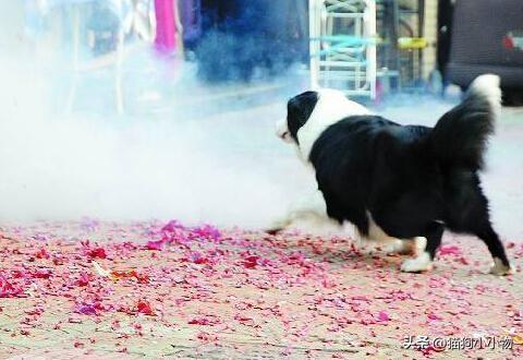 这6种东西就是狗狗的，狗狗最怕的四种狗