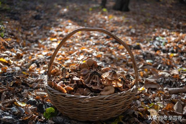 五种美味的野生蘑菇，这第1种被称为菌中之王