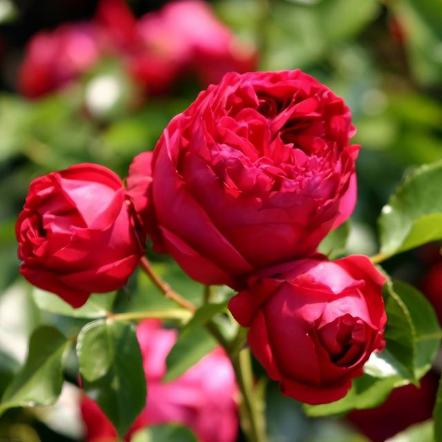 粉色龙沙宝石月季，粉色龙沙宝石和什么月季搭配好看（粉色的龙沙宝石复花了）