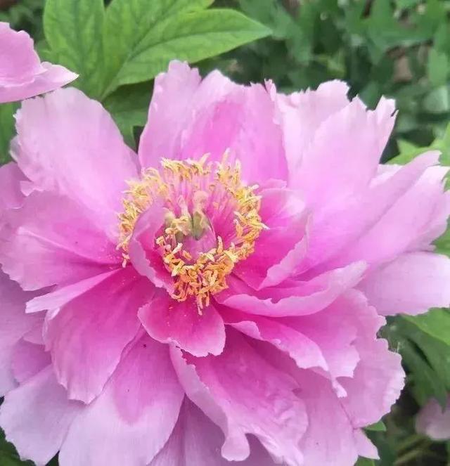 各种最好看的鲜花，分享40多种美丽的鲜花