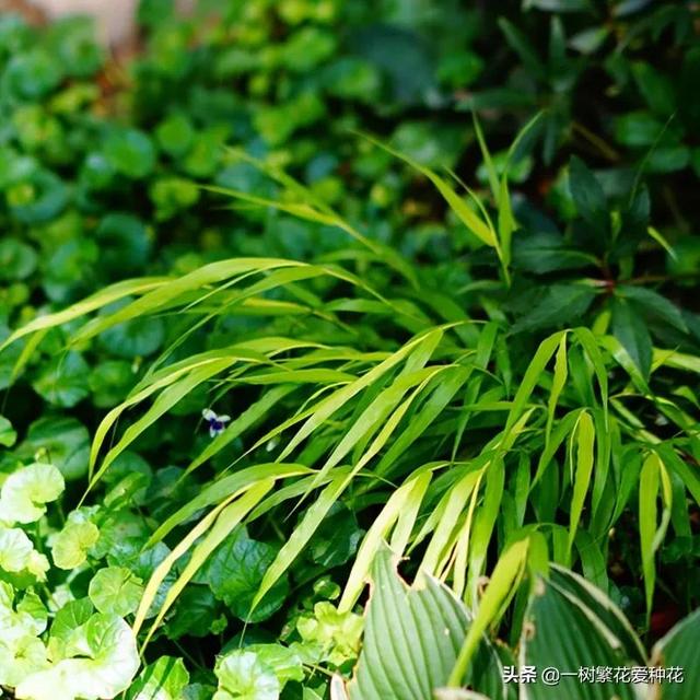 适合庭院养的草花，25种观赏草观叶赏花