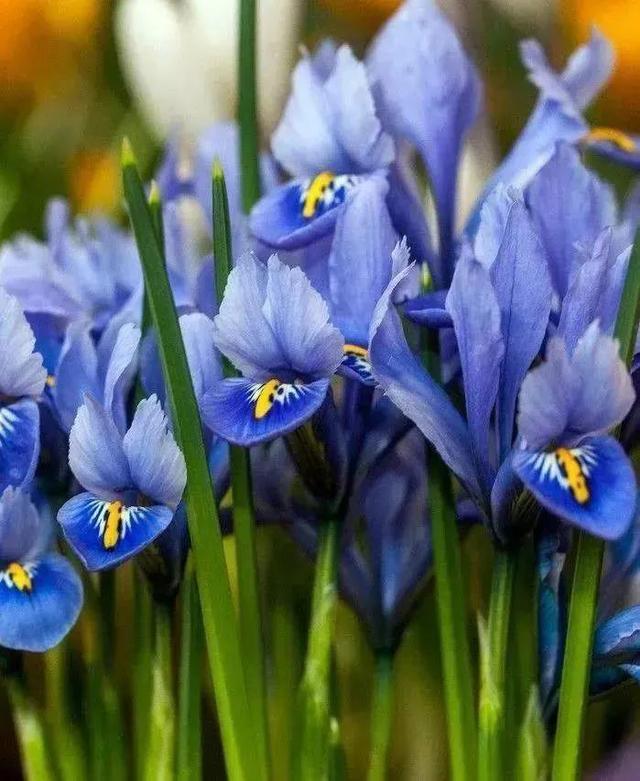 各种最好看的鲜花，分享40多种美丽的鲜花