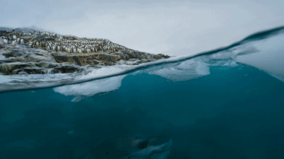 南极冰盖覆盖图，若东南极冰盖融化