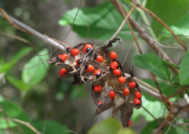 植物相思豆有毒吗，男子半夜误喝十几颗，然后……