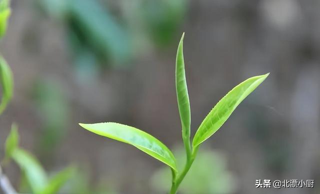 茶叶排名前十名，茶叶排名前十名茶