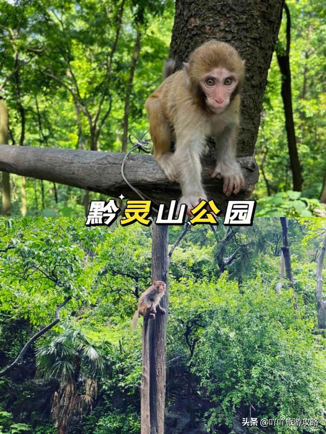 贵州旅游自由行景点大全，多彩贵州最值得去的五大景点