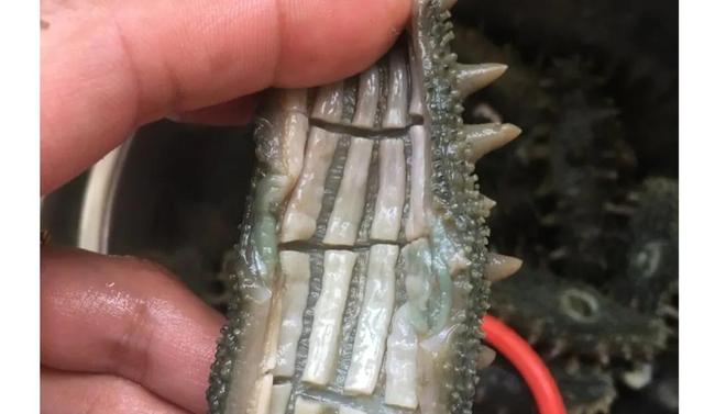 海参泡发的正确方法，泡发海参用对方法（快速泡发海参正确方法）