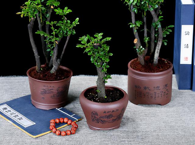 小叶紫檀盆景图片，小叶紫檀盆景养护技巧（盆景首选小叶紫檀）