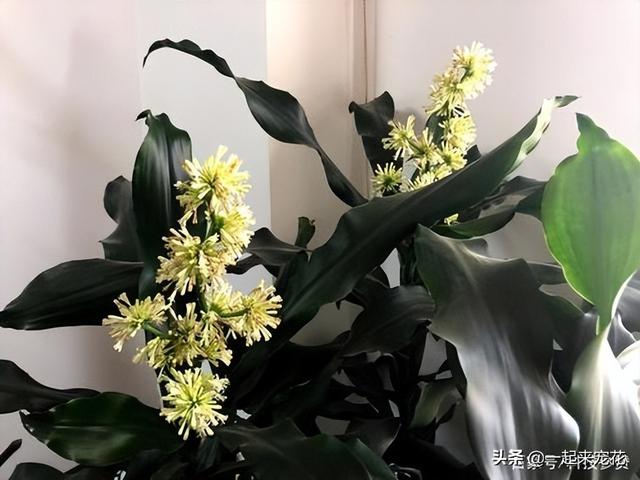 20种春天开花的植物，5种春季开花树木