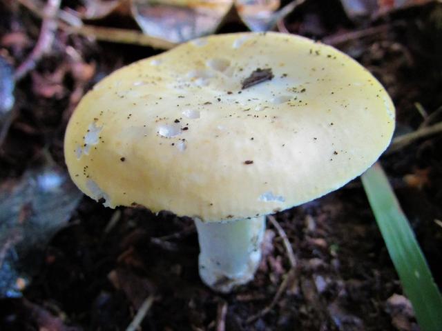 10种食用蘑菇大全，看准了别趴下教你认识十四种蘑菇及其口味