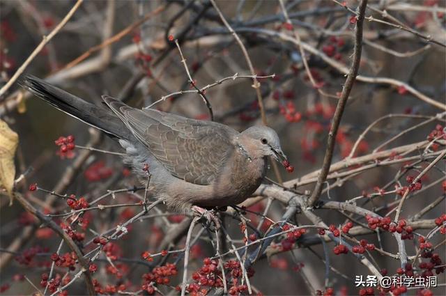 野生斑鸠有多少种，但为何很少会看到斑鸠巢穴