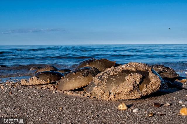 柬埔寨血奴事件，柬埔寨血奴事件发生原因（90后福建女子柬埔寨遭性侵殴打）