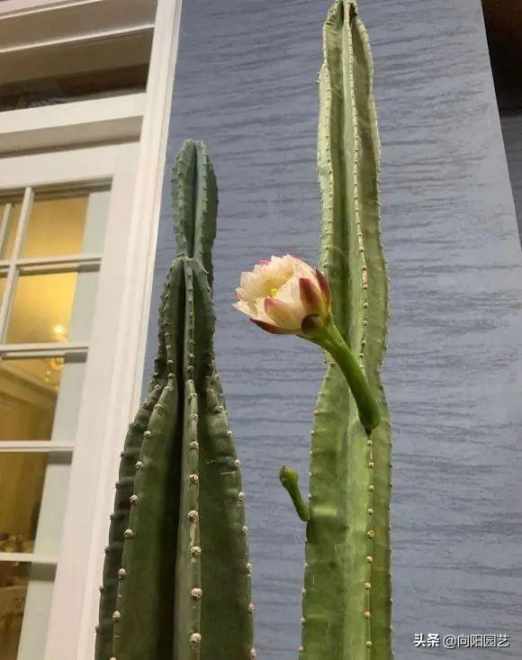 最适合室内阳台的十大植物，10种网红观叶植物