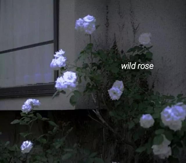 情侣之间要问的35个问题，情侣间问的36个小问题