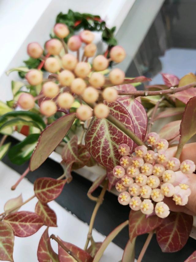 适合家里养的喜欢阳光的花，7种喜阴花