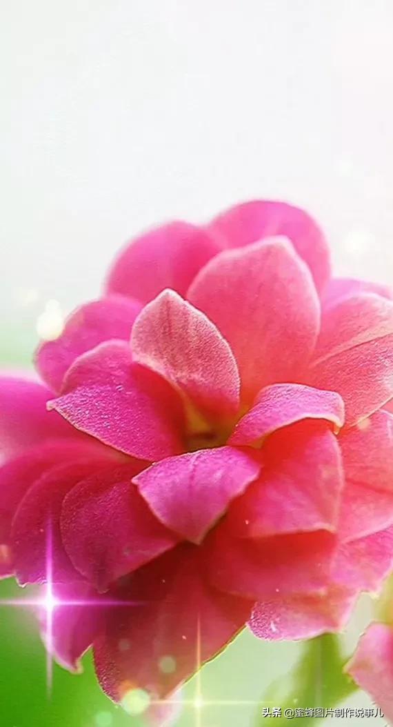 精美高清鲜花壁纸，漂亮鲜花送给您