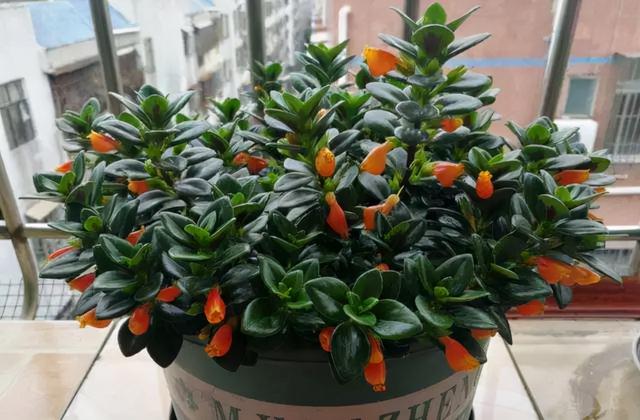 什么花好看又好养，开花好看又好养的花卉（种一盆好看又好养）